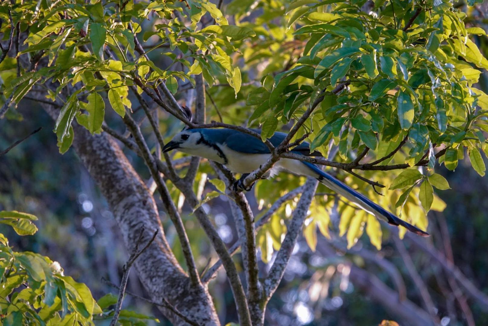Cabana Indira Monteverde Екстериор снимка